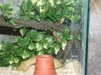 family an snake pics 053 (Medium).jpg