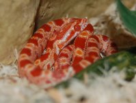 Cornsnake001.jpg