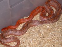 My Cornsnakes 031.jpg