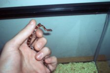 holding my snake 003_sm.jpg