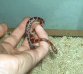 holding my snake 005_sm.jpg