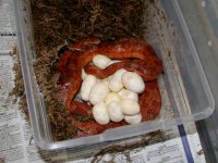 Havocwitheggs2008a.jpg