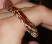 kates snake and more 005.JPG