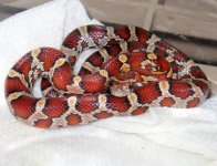 corn_snake1.jpg