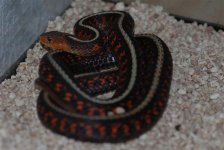 oregon gartersnake 002 (Medium).jpg