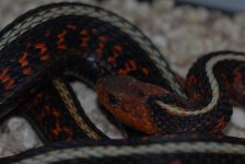 oregon gartersnake 004 (Medium).jpg