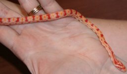 Corn Snake 2.jpg