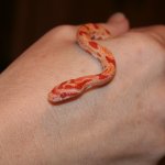 Corn Snake.jpg