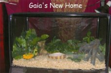 gaia new home.jpg