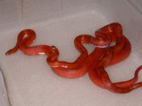 Pied Sided Blood X Pied Sided Blood (AV44)2.jpg