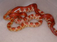 Pied Sided Blood X Ultramel (AV20)2.jpg