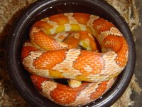 issy in water dish.jpg