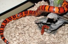 Corn Snake2 .JPG