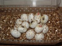 Forum Beauty's Pippies 002.jpg