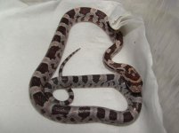 Forum Beauty's pippy No4 002.jpg