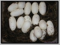 Aaden_egg5.jpg