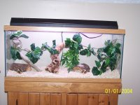 new snake setup 07-19-08 002.jpg