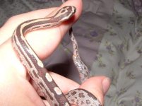 Reece's No7 01.jpg