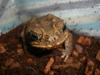 Marine Toad 002_800.jpg