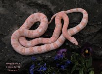 Jun08_1322 Neon Coral Cornsnake Sonnet.jpg