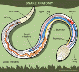 snake-anatomy.gif