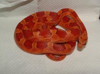 Forum Bloodred Female 003.jpg