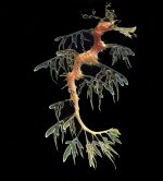 LeafySeaDragon2.jpg