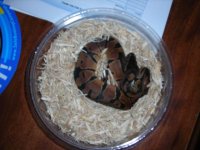 jpeg ball python.jpg