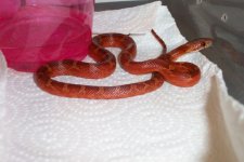 sale pics \'02 0.1 bloodred possibly het for hypo0002.jpg