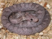 Lavender Bloodred h Hypo F.jpg