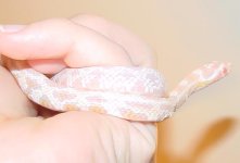 nagini4.JPG