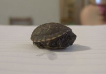 MicroTurtle1_640.jpg