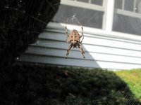 3054d1255393928-spider-identification-img_0254.jpg