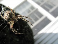 3055d1255393928-spider-identification-img_0260.jpg