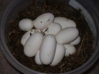 calypso eggs.JPG