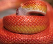 Jun08_0507 Stripe Sunglow Cornsnake Lantana scales.jpg