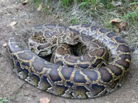 Burmese-python-picture.jpg