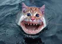 jaws_kitten_2.jpg