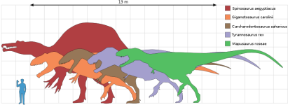 TyranosaurusTypes.800px-Largesttheropods.svg.png