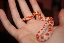 corn snake.jpg