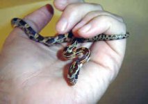 corn-snake-0012.jpg