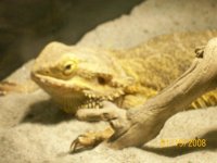 MyReptiles106.jpg