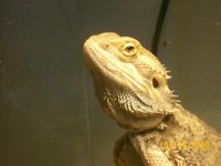 MyReptiles105.jpg