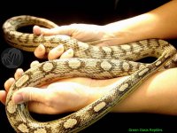 anery a corn snake.jpg