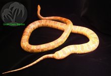 large amel corn snake.JPG