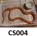 CS005.jpg