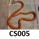 CS007.jpg