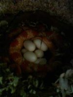 eggs4.JPG