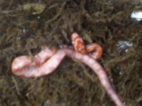 Corn Snake Hatchling.jpg