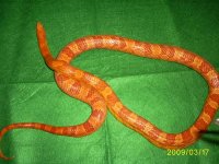 Corn Snake Female.jpg